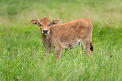 Heck cattle