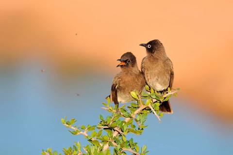 Two Cape Bulbuls (Pycnonotus capensis)