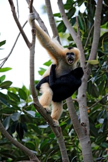 Northern White-cheeked Gibbons (Nomascus leucogenys)