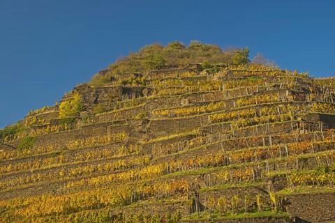 Vineyard in autumn