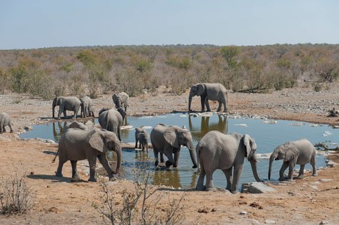 African Elephants (Loxodonta africana)