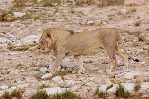 Lion (Panthera leo)