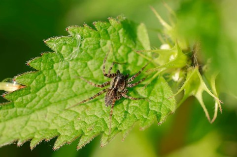 Meadow Wolf-spider (Pardosa prativaga)