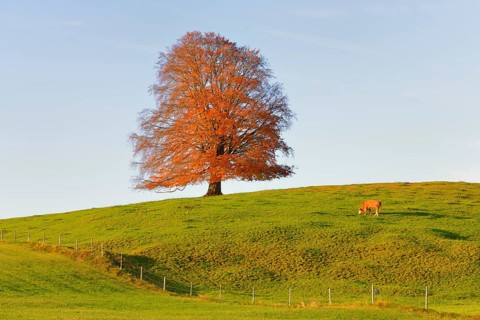 European Beech (Fagus sylvatica) in autumn