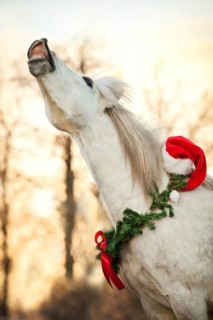 Welsh pony mix