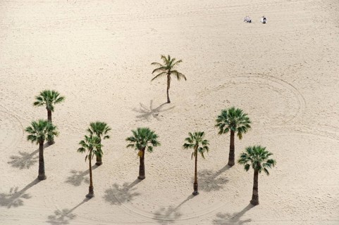 Palm trees on the beach