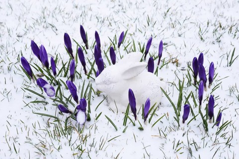 White ceramic Easter Bunny and crocuses in the snow