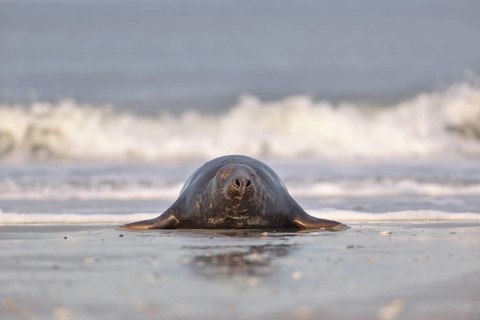 Grey Seal (Halichoerus grypus)