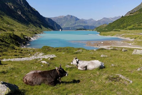 Cows in front of Vermunt Reservoir