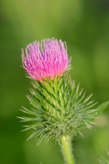 Spear Thistle (Cirsium vulgare)