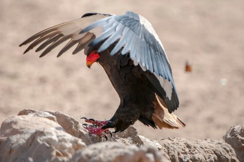 Bateleur (Terathopius ecaudatus)