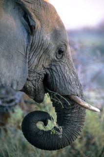 African Elephant (Loxodonta africana) feeding