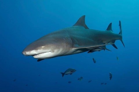 Sicklefin Lemon Shark (Negaprion acutidens)
