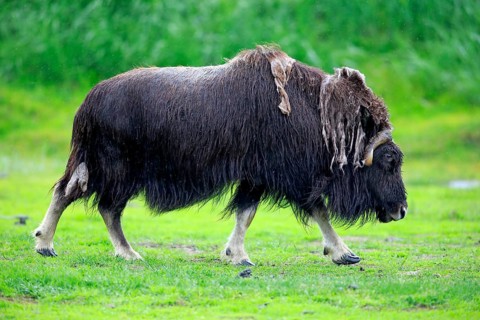 Musk Ox or Muskox (Ovibos moschatus)