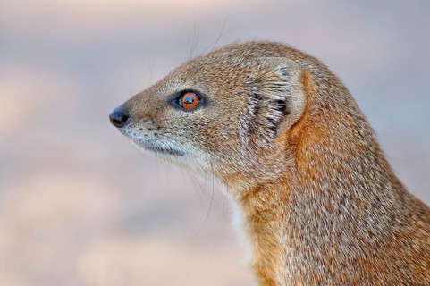 Yellow Mongoose (Cynictis penicillata)