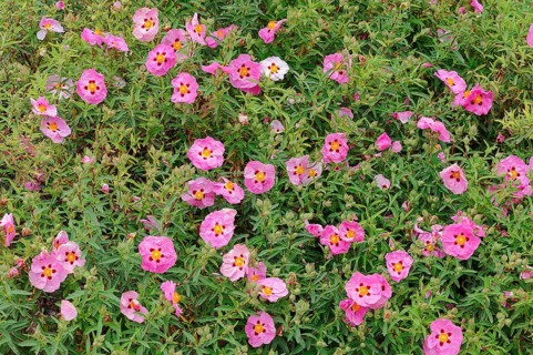 Orchid Rockroses (Cistus x purpureus)