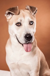 Akita Inu mixed-breed dog