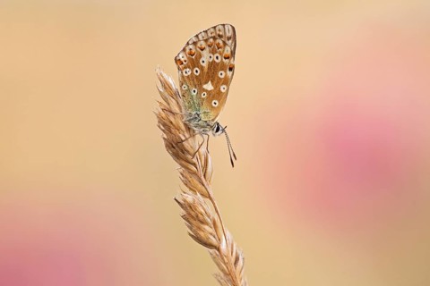 Chalkhill Blue (Polyommatus coridon)