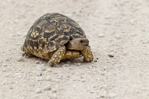 Leopard Tortoise (Stigmochelys pardalis)