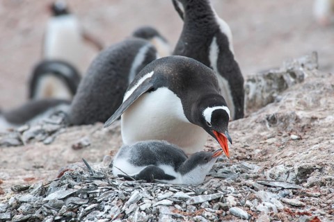 Gentoo Penguin (Pygoscelis papua) and chick at the nest