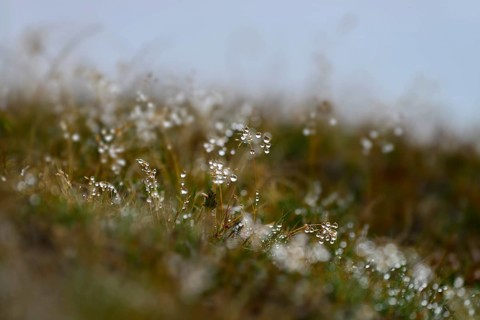 Grass with dew drops