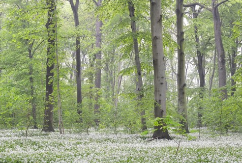 Flowering wild garlic (Allium ursinum) in spring forest