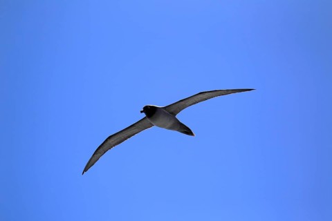 Light-mantled Albatross (Phoebetria palpebrata)