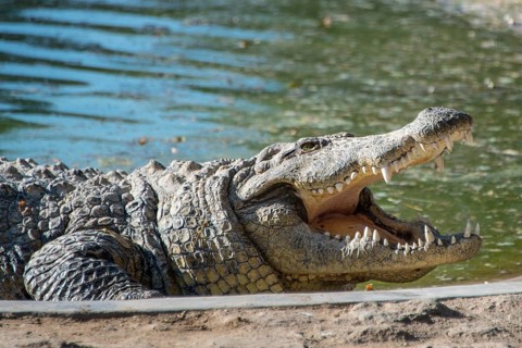 Nile Crocodile (Crocodylus niloticus)