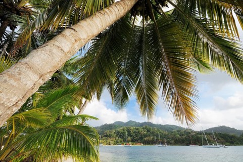 Palm tree