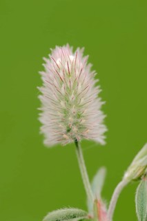 Hare's-foot Clover (Trifolium arvense)