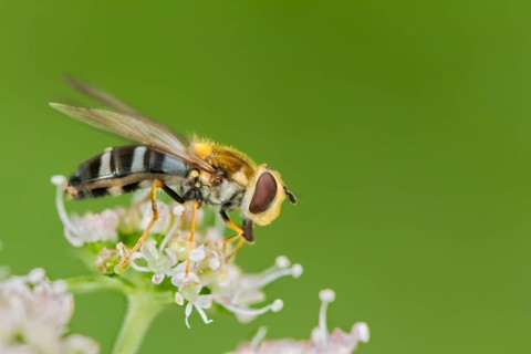Hoverfly (Leucozona glaucia)