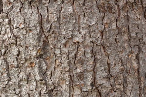 Bark of a Sycamore (Acer pseudoplatanus)