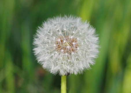 Dandelion clock