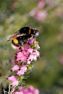 Bumblebee (Bombus terrestris) on winter heather flowers