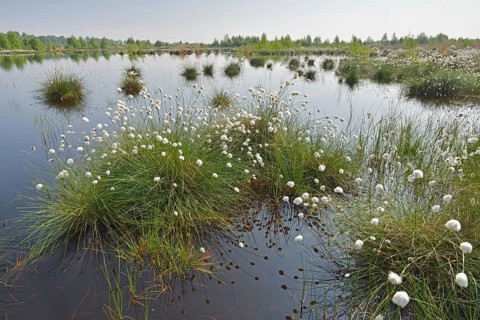 Tussock Cottongrass (Eriophorum vaginatum)