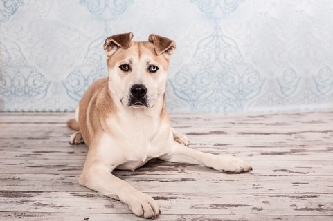 Akita Inu mixed-breed dog