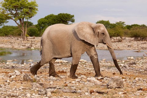 African Elephant (Loxodonta africana)