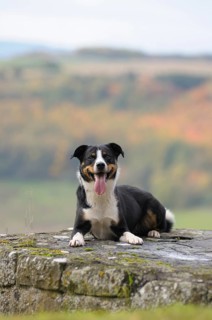 Appenzeller Sennenhund or Appenzell Mountain Dog lying on a wall