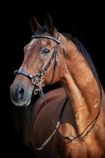 Oldenburg gelding