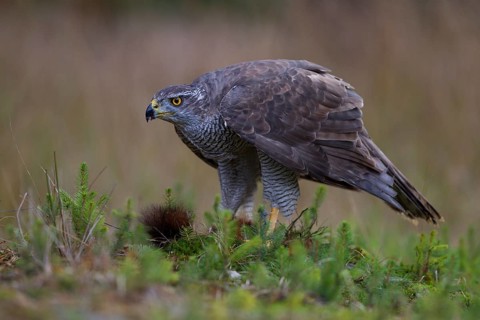 Northern Goshawk (Accipiter gentilis) with a captured squirrel