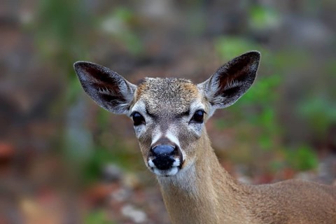 Key-white-tailed deer (Odocoileus virginianus clavium)