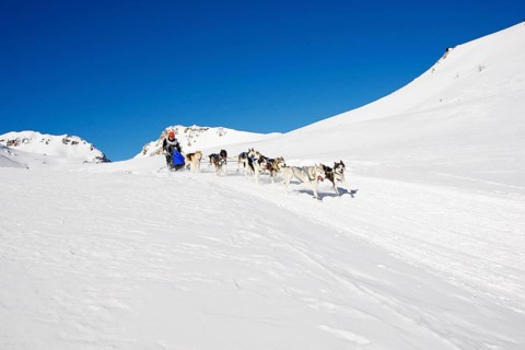 Alpine Trail Sled Dog Race 2012