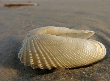 False Angel Wing or American Piddock (Petricola pholadiformis)