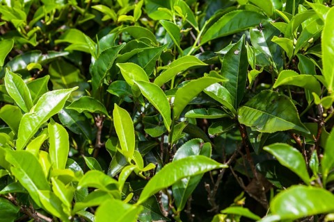 Tea plant