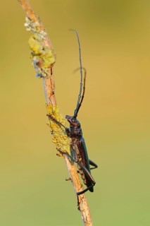 Musk Beetle (Aromia moschata)