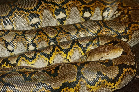 Reticulated Python (Broghammerus reticulatus
