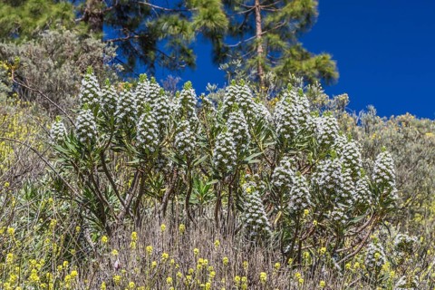 Gran Canaria Viper's Bugloss