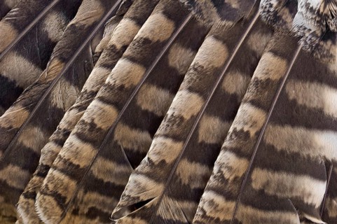 Tawny Owl or Brown Owl (Strix aluco)