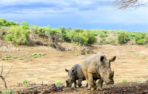 Two White Rhinoceroses or Square-lipped Rhinoceroses (Ceratotherium simum)