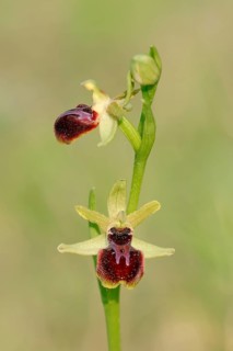 Early Spider Orchid (Ophrys passionis
